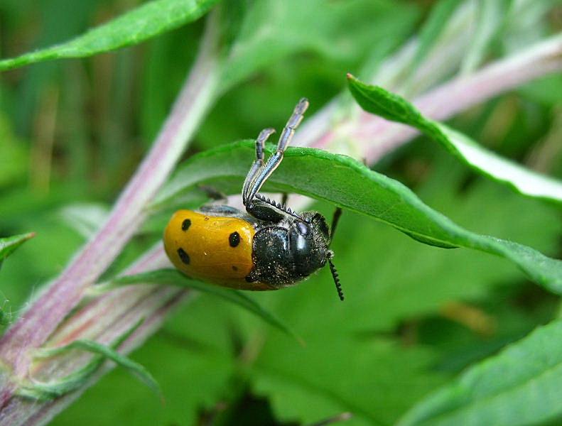 Forma e funzione in natura: Macrolenes dentipes